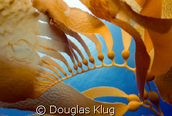 New Growth.

Kelp at Anacapa Island.  Image shot with C... by Douglas Klug 